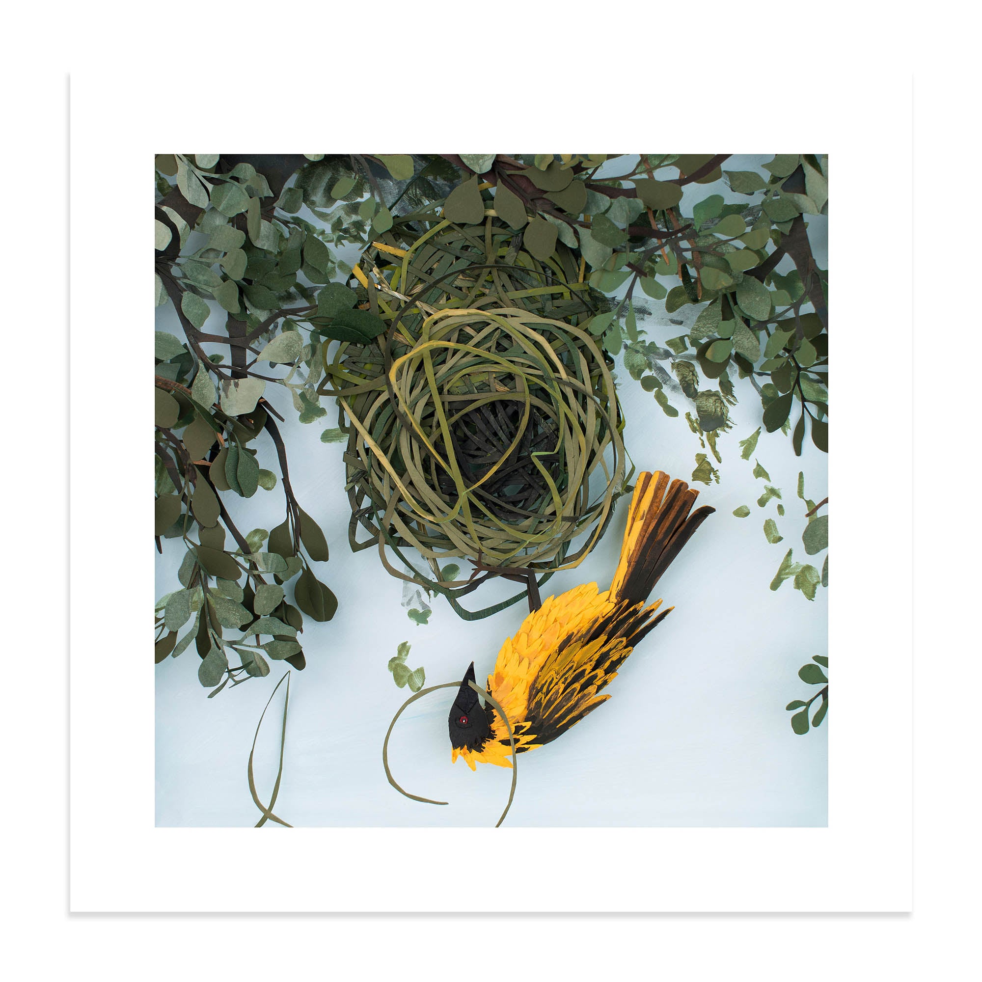 Southern Masked Weaver